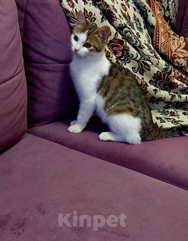 Кошки в Санкт-Петербурге: Лунтик Мальчик, Бесплатно - фото 1