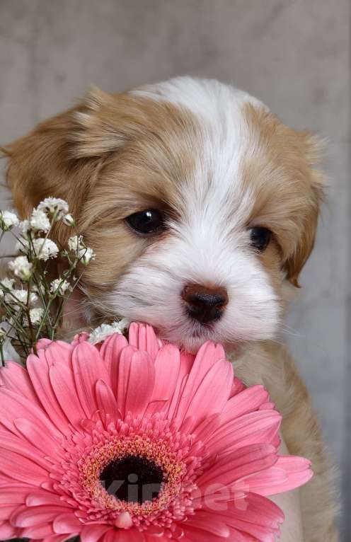 Собаки в Санкт-Петербурге: Щенок мальтипу Девочка, Бесплатно - фото 9