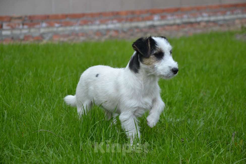 Собаки в Саратове: Девочки джек рассел терьера Девочка, Бесплатно - фото 1