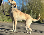 Собаки в Москве: Белочка - собачка без части задних лапок ищет своего человека! Девочка, Бесплатно - фото 5