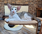 Кошки в Тамбове: Замечательный котёнок  Мальчик, 65 000 руб. - фото 1