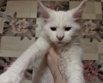 Кошки в других городах Ленинградской области: Девочка Мейн Кун polidakt Девочка, 25 000 руб. - фото 7