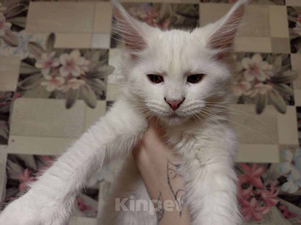 Кошки в других городах Ленинградской области: Девочка Мейн Кун polidakt Девочка, 25 000 руб. - фото 7