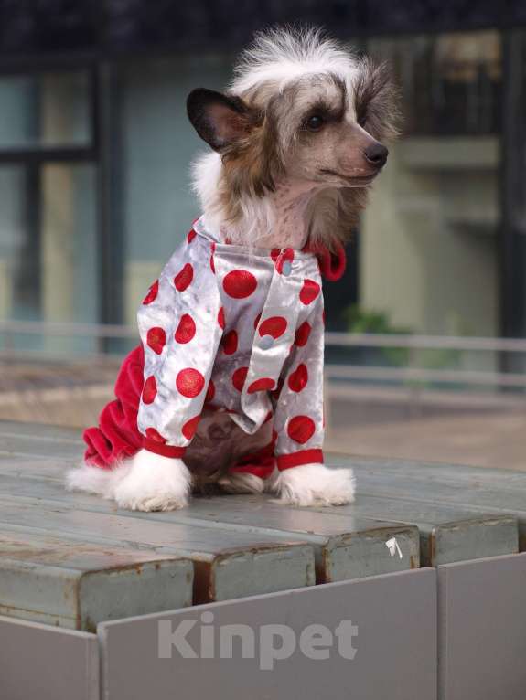 Собаки в Липецке: Щенки китайской хохлатой собаки Мальчик, 30 000 руб. - фото 2