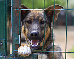 Собаки в Балашихе: Молодой добрый пёс 1,10 г. из приюта Мальчик, Бесплатно - фото 8