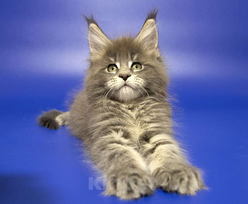 Кошки в Москве: Мейн кун котенок Девочка, Бесплатно - фото 2