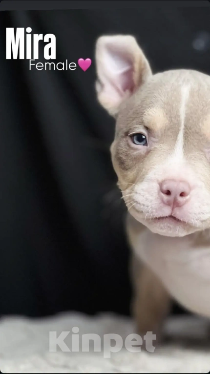 Собаки в Ростове-на-Дону: Американский булли щенки  Мальчик, 120 000 руб. - фото 6