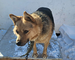 Собаки в Барнауле: Отдам в добрые руки Мальчик, Бесплатно - фото 4