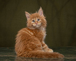 Кошки в Новосибирске: Мейн-кун,кот Мальчик, 35 000 руб. - фото 2