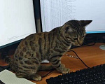 Кошки в Горном-Алтайске: Найдена кошечка Девочка, Бесплатно - фото 1