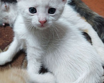 Кошки в Новочеркасске: Котята Девочка, Бесплатно - фото 1