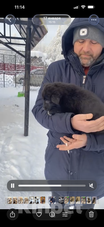 Собаки в Красногорске: Щенок Трюфель 1,5 месяца ищет дом  Мальчик, Бесплатно - фото 4