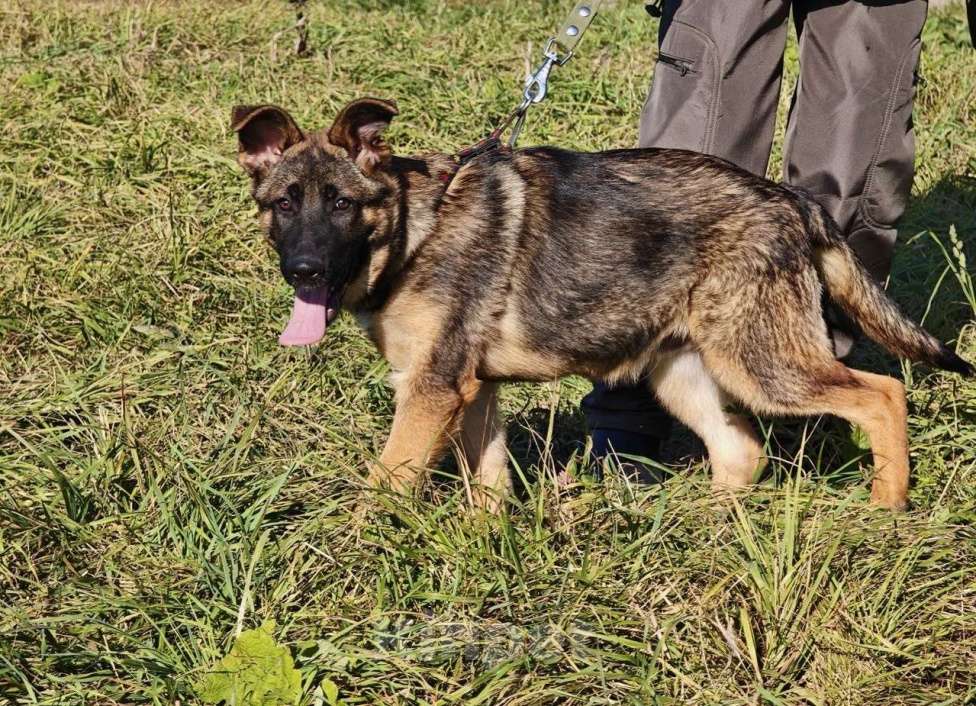 Собаки в Москве: Щенок Лео ищет дом Мальчик, Бесплатно - фото 5