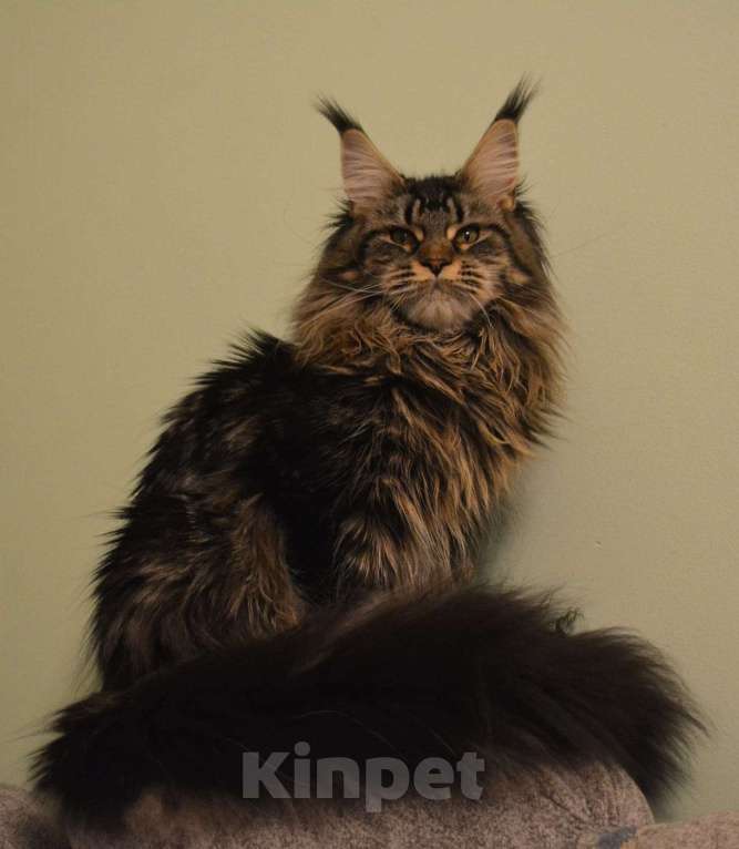 Кошки в Москве: Котик породы мейн кун Мальчик, 25 000 руб. - фото 7