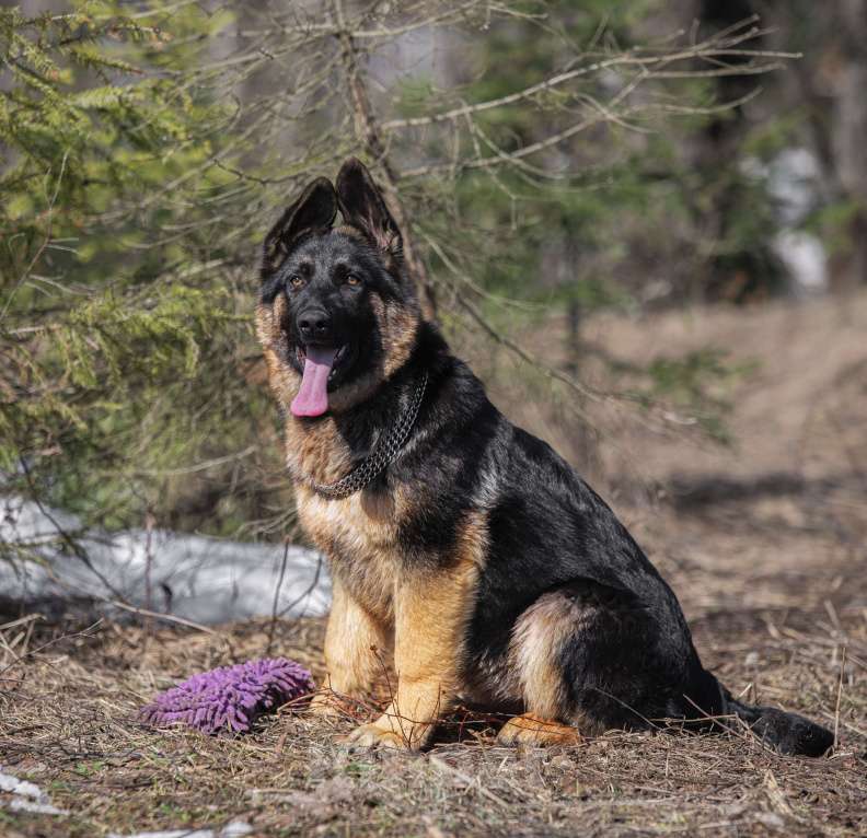 Собаки в других городах Московской области: Щенок немецкой овчарки рабочего разведения Девочка, 80 000 руб. - фото 7