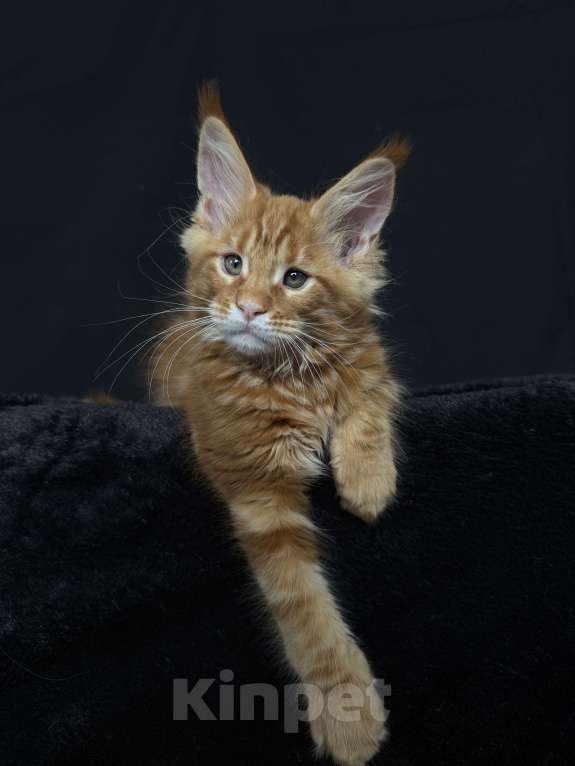 Кошки в Москве: Мейн-кун котенок Мальчик, 60 000 руб. - фото 4