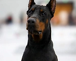 Собаки в Ейске: Добермвн вязка Мальчик, 30 000 руб. - фото 5