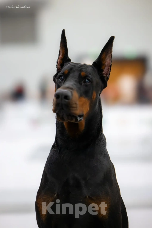 Собаки в Ейске: Добермвн вязка Мальчик, 30 000 руб. - фото 5