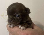 Собаки в Санкт-Петербурге: Щенок чихуахуа Девочка, 50 000 руб. - фото 5