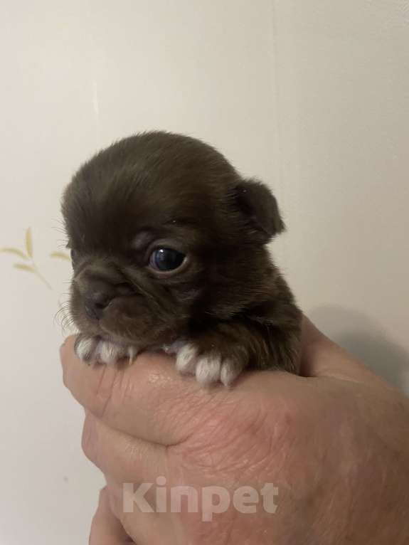 Собаки в Санкт-Петербурге: Щенок чихуахуа Девочка, 50 000 руб. - фото 5