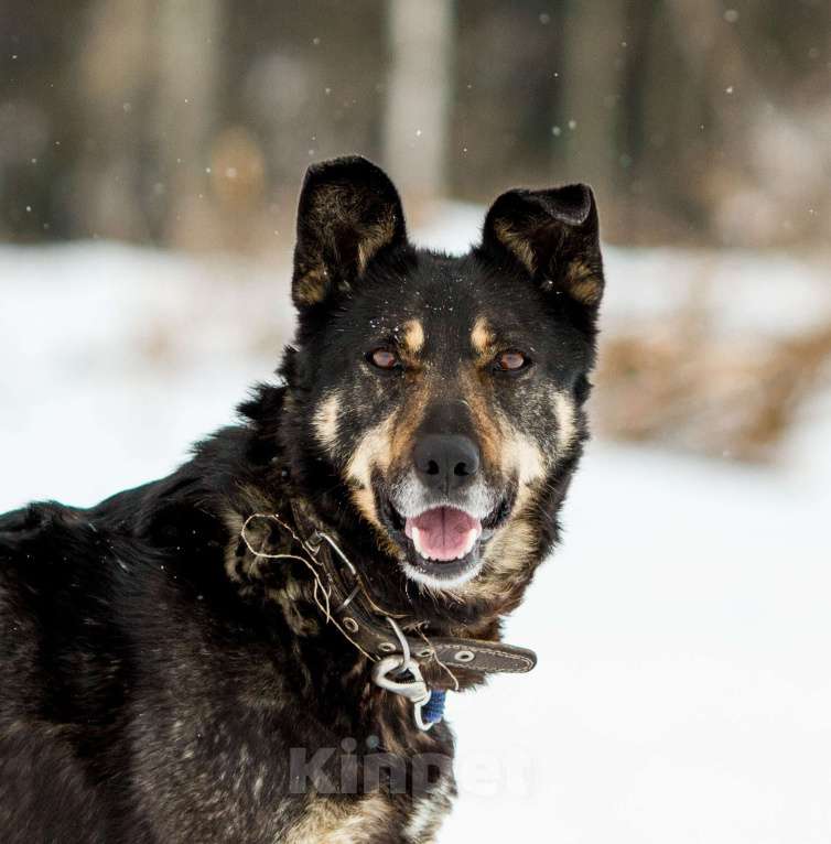 Собаки в других городах Пермского края: Брутальный внешне, а внутри мамочник Мальчик, Бесплатно - фото 1