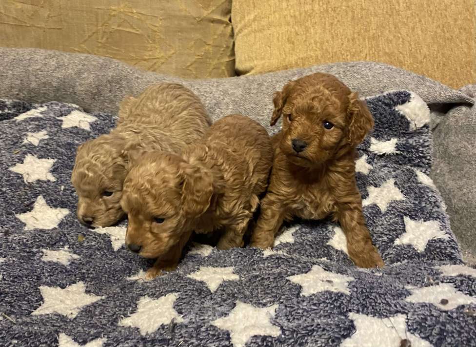 Собаки в Санкт-Петербурге: Шикарный мальчик той пудель ред броун Мальчик, Бесплатно - фото 2