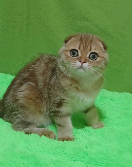 Золотой мраморный красавчик