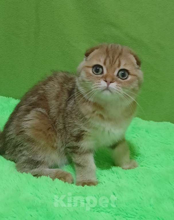 Кошки в Москве: Золотой мраморный красавчик Мальчик, 25 000 руб. - фото 8