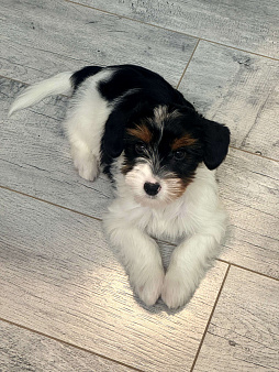 Бивер-йоркширский терьер, щенок девочка