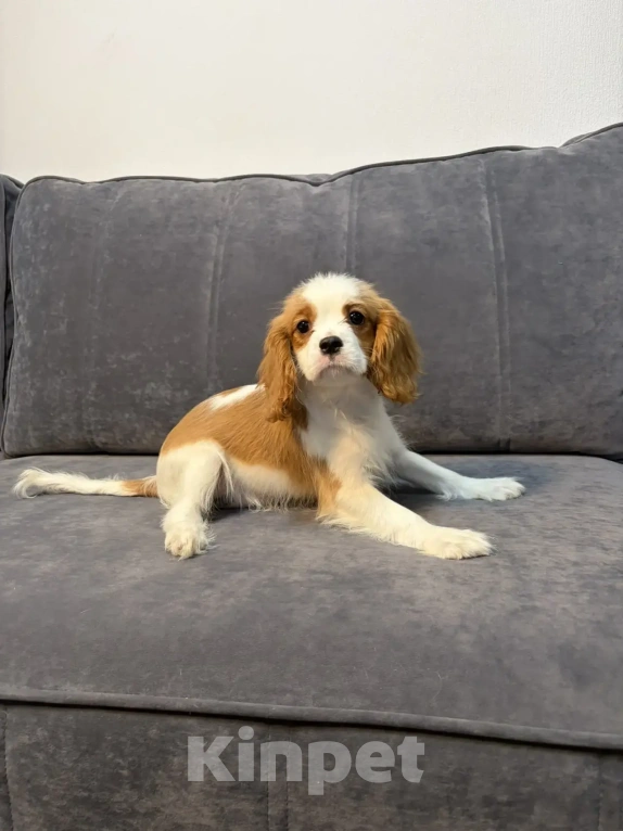 Собаки в других городах Ленинградской области: Щенки кавалер‑кинг‑чарльз‑спаниель Разнополые, 70 000 руб. - фото 5