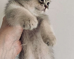 Кошки в Санкт-Петербурге: Котята шотландские Мальчик, Бесплатно - фото 1
