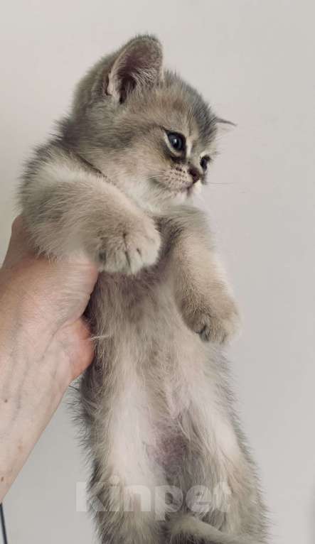 Кошки в Санкт-Петербурге: Котята шотландские Мальчик, Бесплатно - фото 1