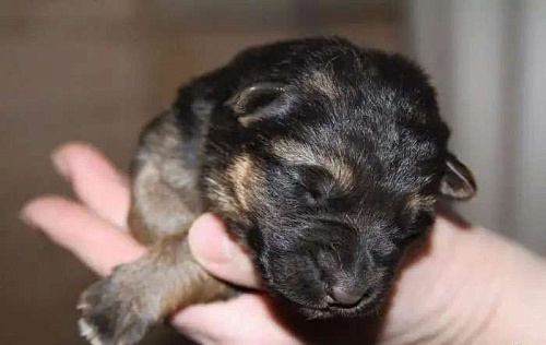 очень похожи на овчарку, но будут мельче, 2 месячные