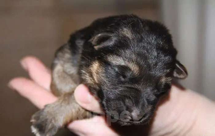 Собаки в других городах Краснодарского края: очень похожи на овчарку, но будут мельче, 2 месячные Мальчик, 777 руб. - фото 1