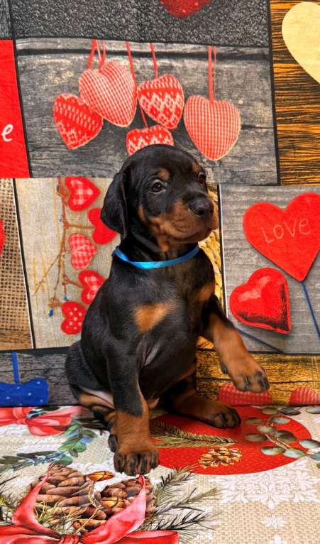 Собаки в Белгороде: Породные щенки добермана Девочка, 90 000 руб. - фото 10