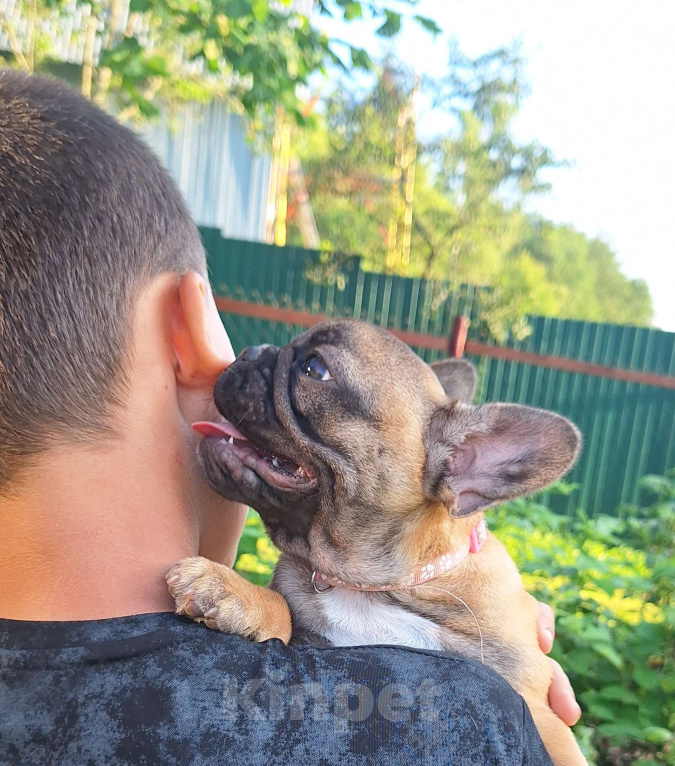 Собаки в Щелково: Маленькая девочка  Девочка, Бесплатно - фото 3