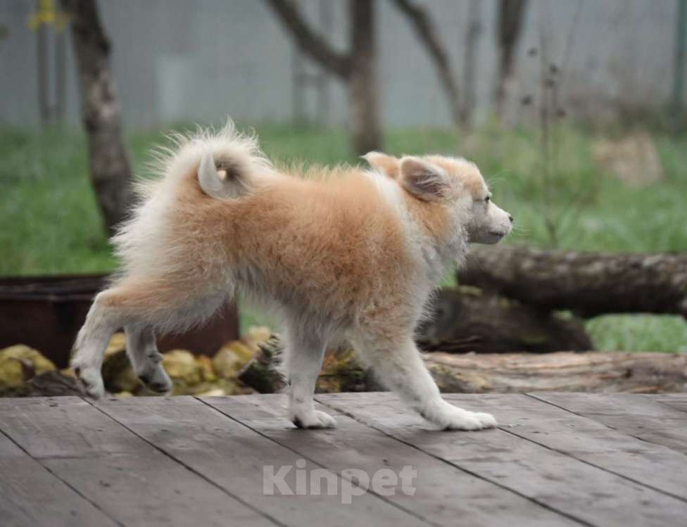 Собаки в Москве: Ненецкая оленегонная лайка, кобель Жиган. Мальчик, 60 000 руб. - фото 6