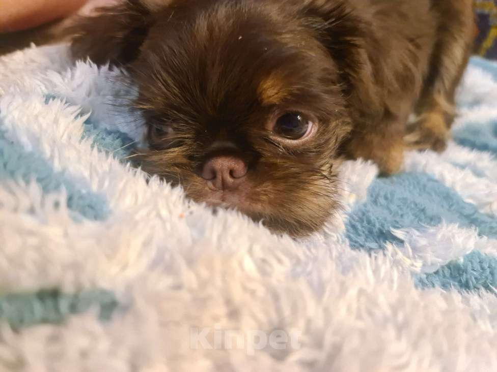 Собаки в Москве: Шоколадный грифон Мальчик, 80 000 руб. - фото 6