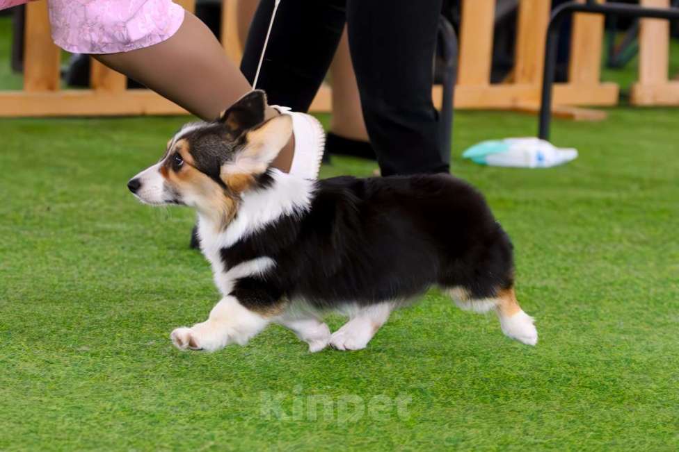 Собаки в Москве: Триша Девочка, 50 000 руб. - фото 4