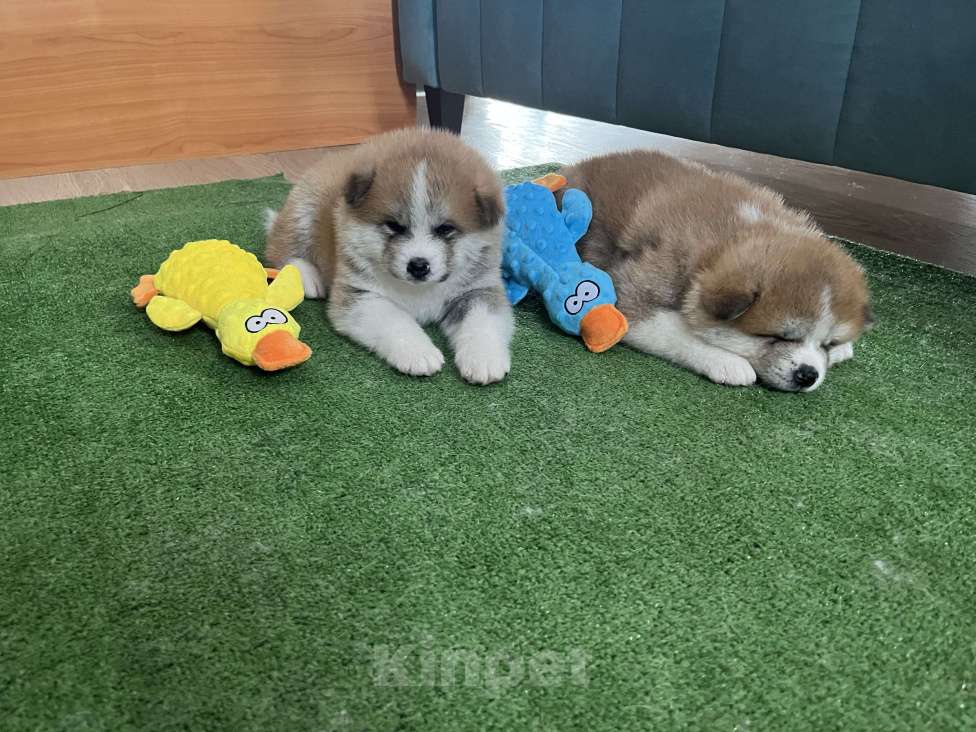 Собаки в Москве: Мальчик сын Чемпиона России ищет себе любящих хозяев  Мальчик, 130 000 руб. - фото 4