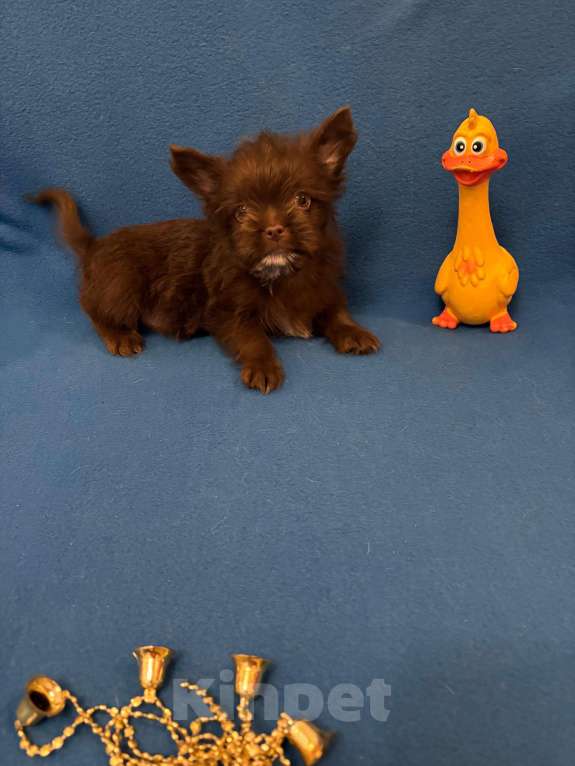 Собаки в Москве: Йоркширский  терьер    Мальчик Мальчик, 20 000 руб. - фото 1