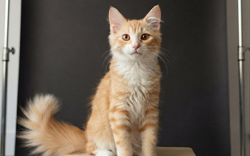 Котенок с беличьим хвостом ищет маму и папу