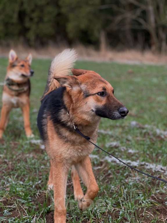 Собаки в Клине: Фундук — ласковый добряк, который ищет свою семью Мальчик, Бесплатно - фото 2