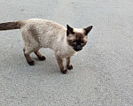 Кошки в Аксае: Найден Сиамский кот Аксай Мальчик, Бесплатно - фото 2