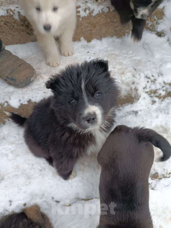 Собаки в других городах Ставропольского края: Продаю щеночков! Мальчик, 2 000 руб. - фото 5