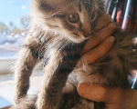 Кошки в Уфе: Котёнок девочка в добрые руки, 3 месяца Девочка, Бесплатно - фото 1