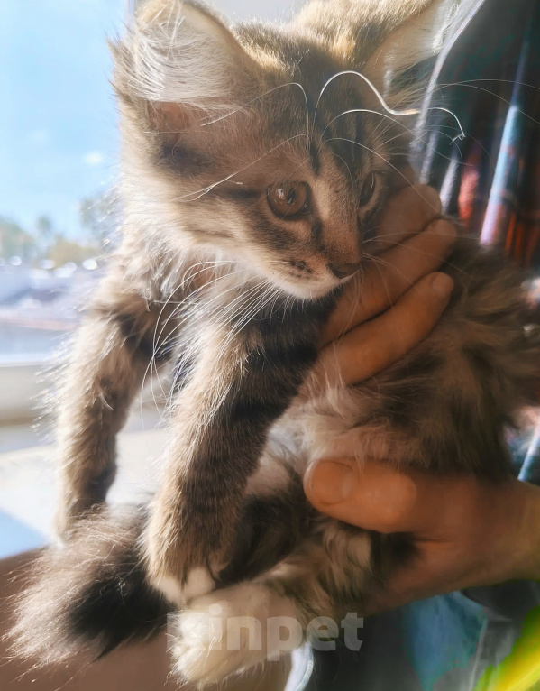 Кошки в Уфе: Котёнок девочка в добрые руки, 3 месяца Девочка, Бесплатно - фото 1