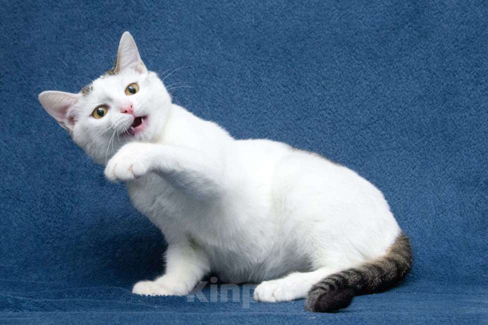 Кошки в Москве: Добрые сердца, прочтите про котенка Фикуса до конца Мальчик, 1 руб. - фото 8