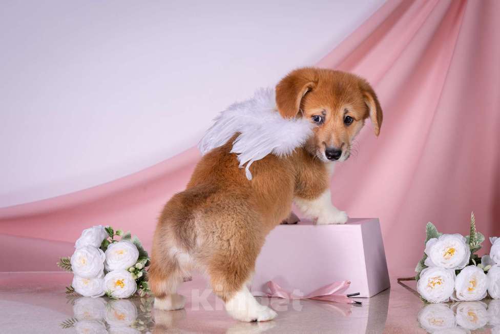 Собаки в Москве: Продам щенка вельш корги пемброк Девочка, 70 000 руб. - фото 3