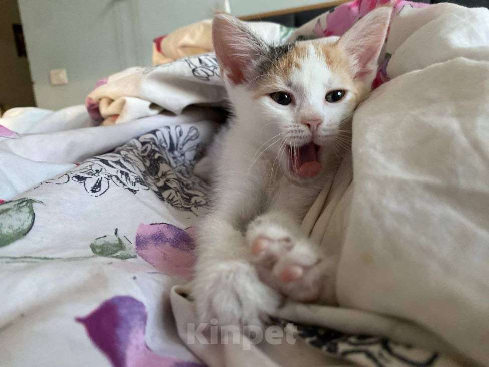 Кошки в Москве: Котенок Нарния ищет дом Девочка, Бесплатно - фото 2